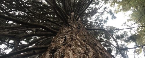 Sounds of a Cedar Tree